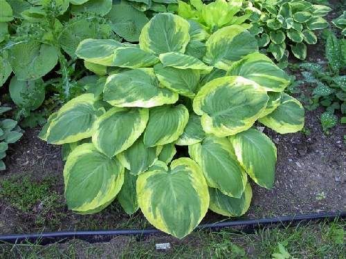 Piante & sementi: Hosta 'Carnival' 2 PLANTS – Nuovo (secondo la descrizione) da Bremblens venduto da FIBONACCI369 3