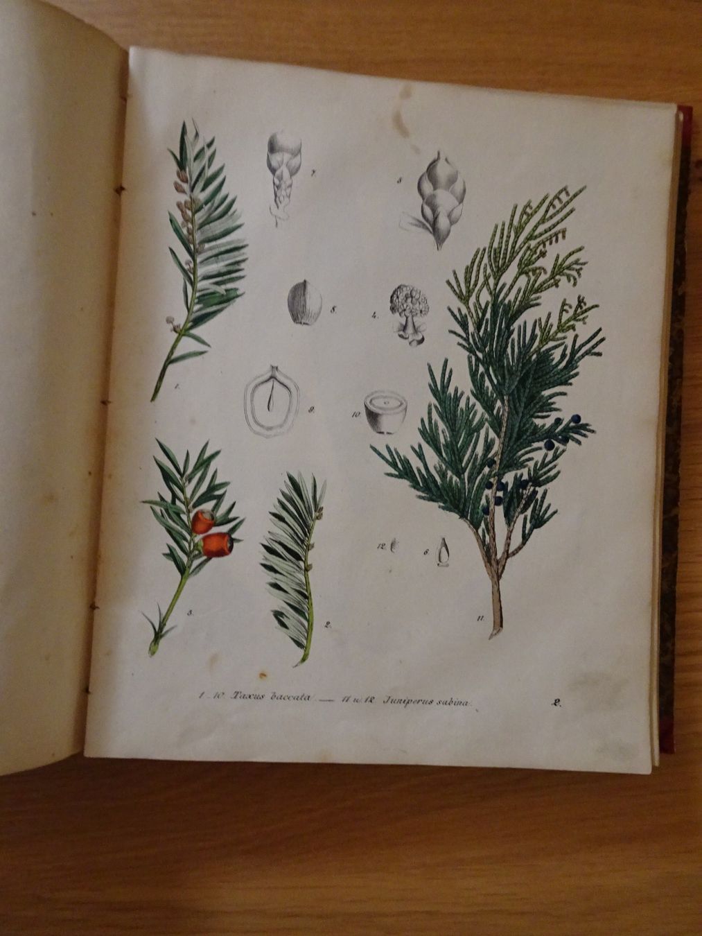 Libri: Giftpflanzenbuch Giftgewächse Berge & Riecke 1855 – Usato da Siebnen venduto da niki61 1