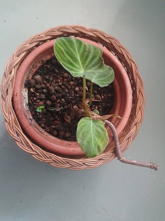 Pflanzen & Samen: Philodendron Gloriosum 'Dark Form' – Gebraucht aus Olten von stritten 2