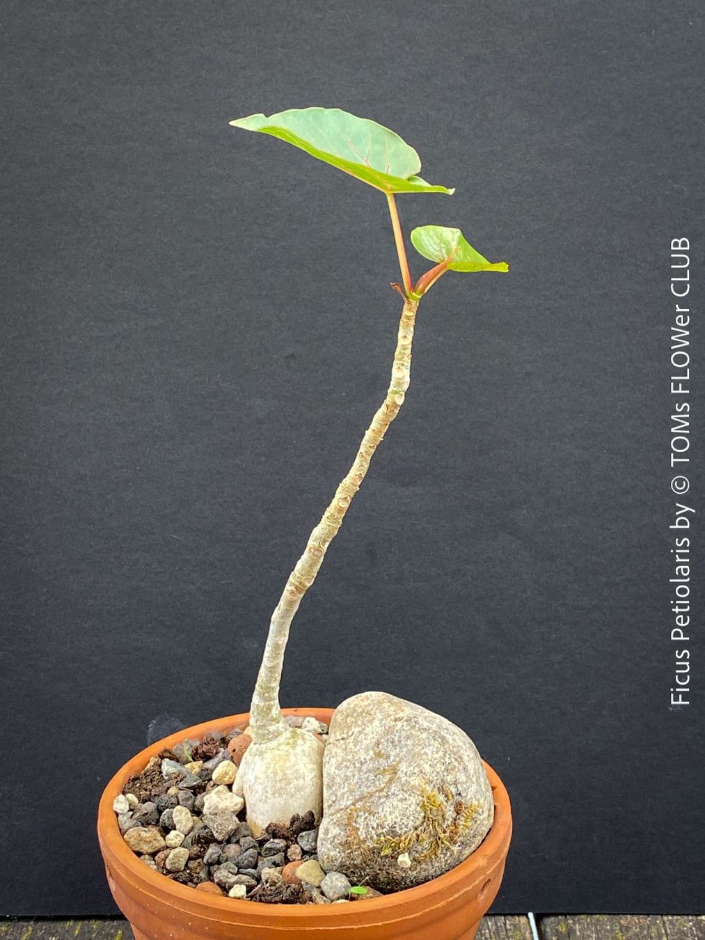 Piante & sementi: Ficus Petiolaris - Steinfeige in der Bonsai Schale – Nuovo e nell'imballaggio originale da Adliswil venduto da asTOMas963 3