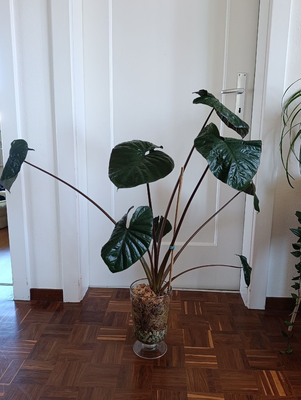 Piante & sementi: Alocasia Serendipity pink variegata – Usato da Baar venduto da L.isa28