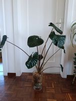 Alocasia Serendipity pink variegata