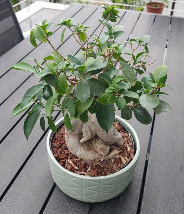 Bonsai Ginseng Kaufen auf Ricardo