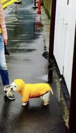 Abbigliamento: Warme Hundejacke – Usato da Stansstad venduto da vlaska80 5