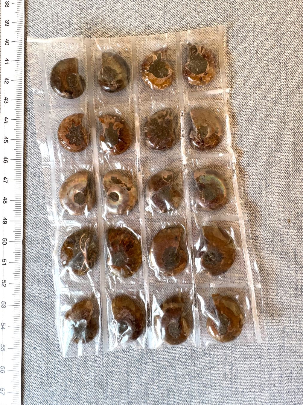 Fossili: Ammoniten   - 10 Paar winzig! top poliert - Geschenk-Idee – Nuovo e nell'imballaggio originale da Leuggern venduto da gemshow 4