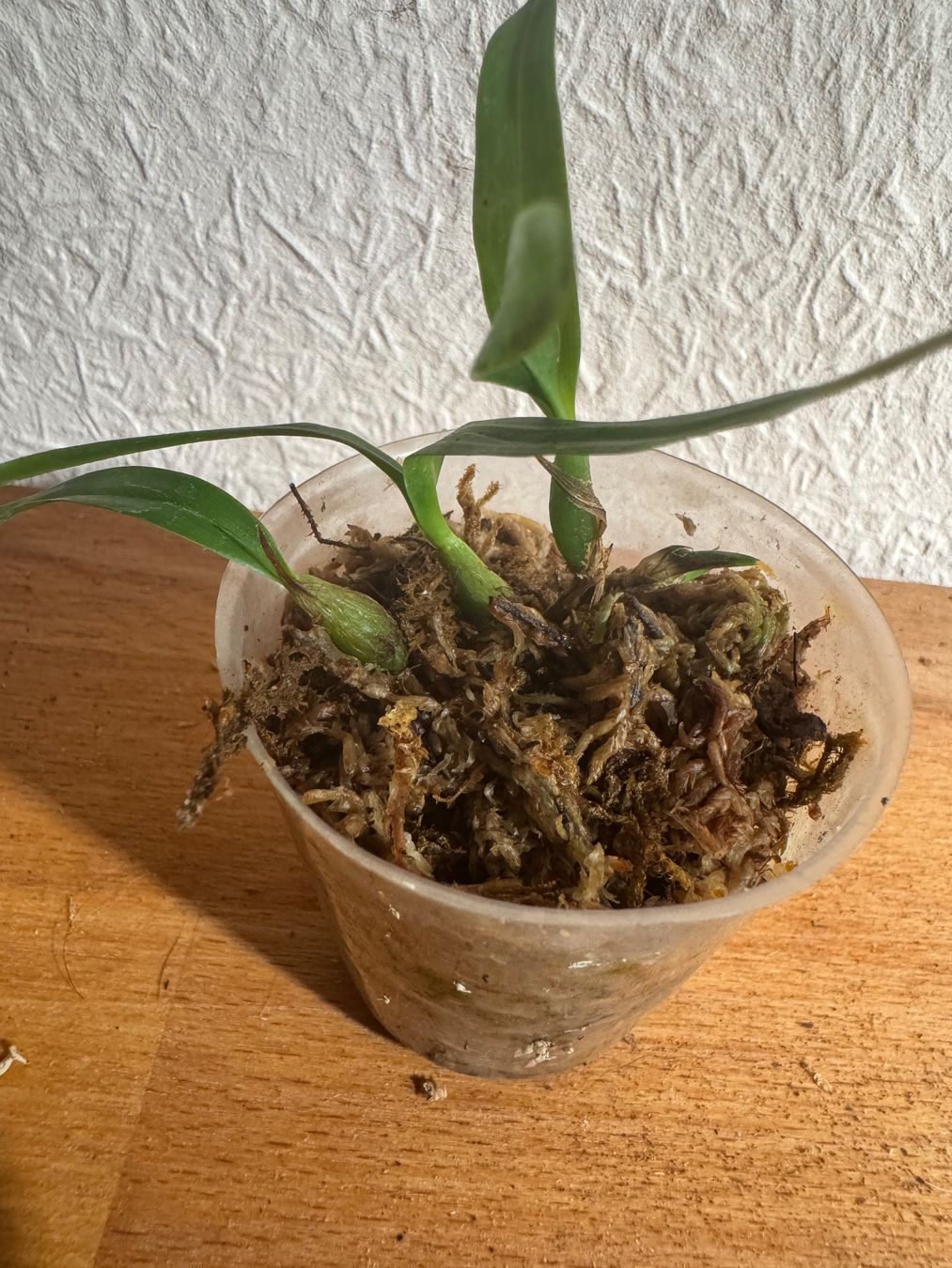 Piante & sementi: Dinema polybulbon – Usato da Männedorf venduto da mrclst 3