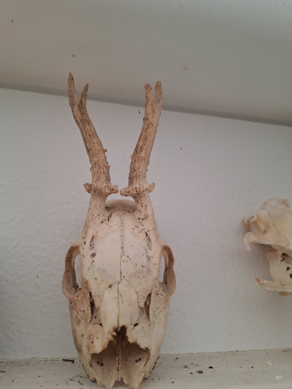 Figuren: Schädel Reh, Dachs, Fuchs, Bieber – Gebraucht aus Mümliswil von Arva 6