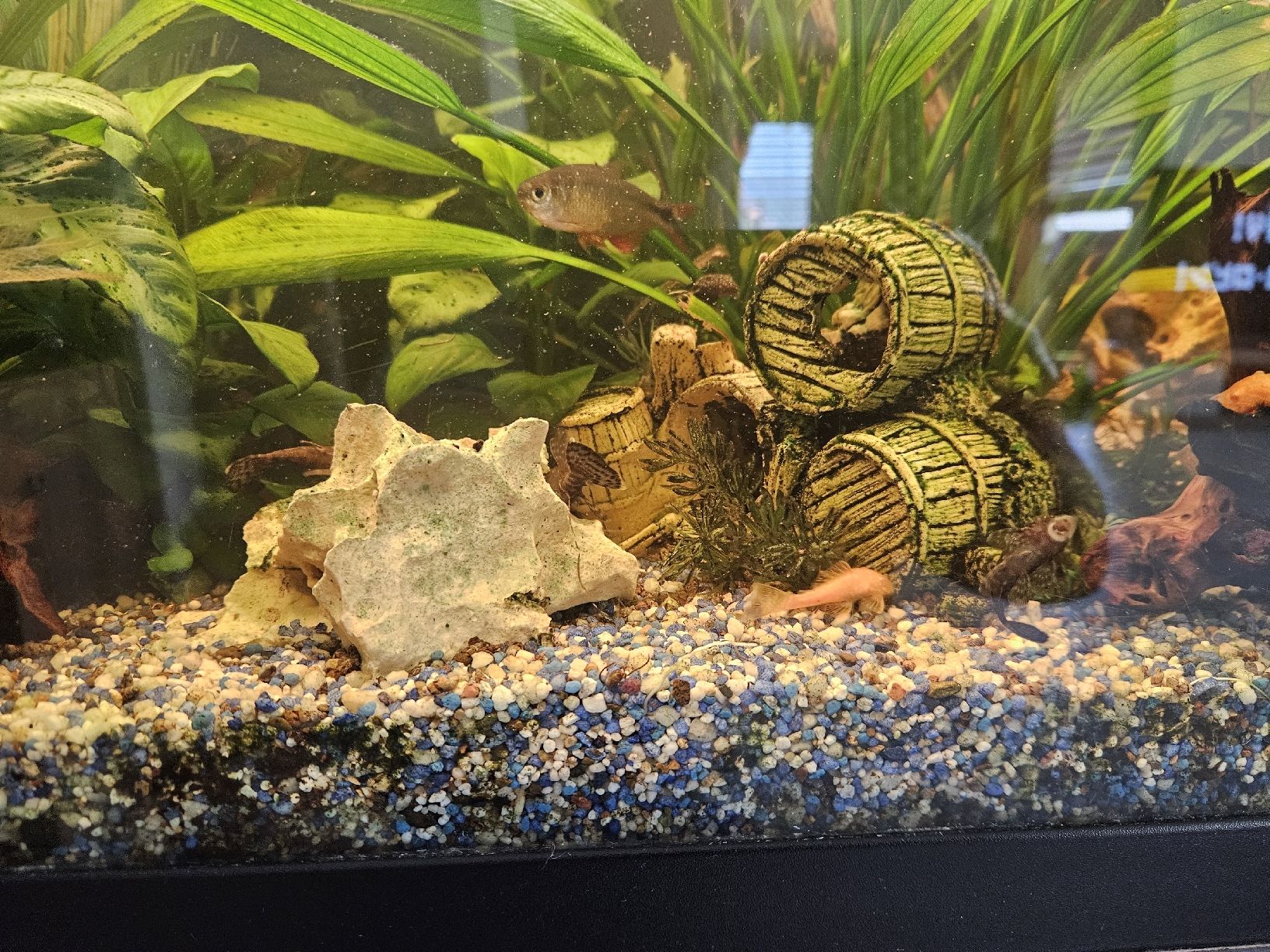 Acquari: Aquarium Juwel 250l – Usato da Gerolfingen venduto da ren_gyt6 5