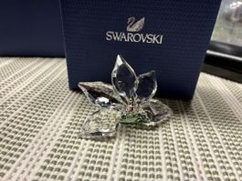 Swarovski Crystal Society (SCS) Orchidee 2013