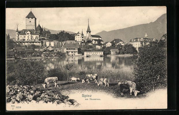 Ansichtskarten: AK Spiez, Thunersee mit Kühen – Gebraucht aus Berlin von bartko-reher