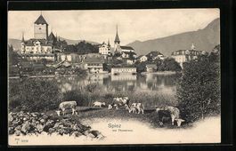 AK Spiez, Thunersee mit Kühen