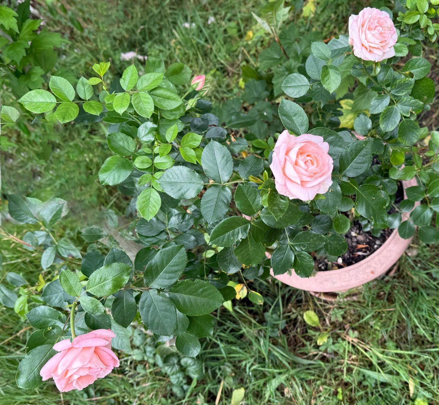 Piante & sementi: Rosa (Teehybride) Edelrose 'Focus' – Nuovo (secondo la descrizione) da Dübendorf venduto da Orchid18 2