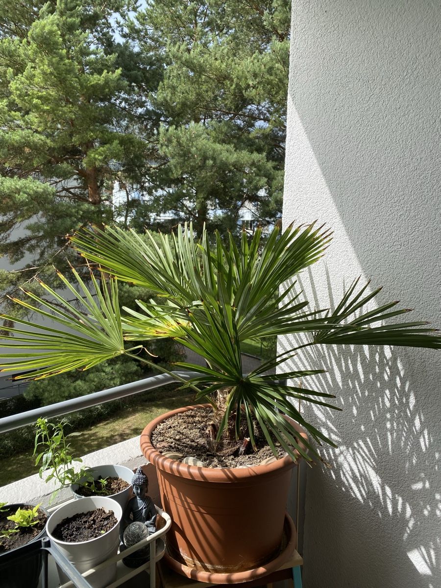 Piante & sementi: wunderschöne Palme ca. 90 cm hoch inkl. Topf – Usato da Sargans venduto da sel85 2