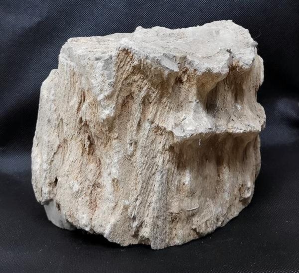 Fossili: Versteinertes Holz Indonesien – Nuovo (secondo la descrizione) da Walenstadt venduto da vkt_qc8d