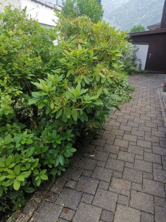 japanische stechpalme pflege Ilex crenata