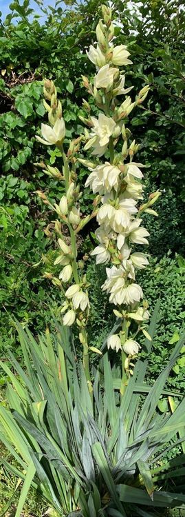 Yucca filamentosa GartenYucca Pflanze winterhart Versand Kaufen auf