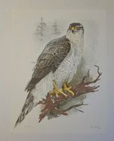 Willy Eugen Bär  Litho. Nr. handsign. Tier-Motiv,  50x40cm