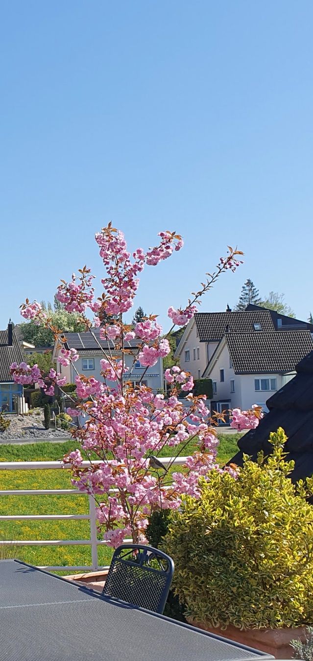 Piante & sementi: PRUNUS SERRULATA "KANZAN" - Jap Kirsche – Usato da Thalheim an der Thur venduto da LycaenaDispar