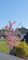 PRUNUS SERRULATA "KANZAN" - Jap Kirsche