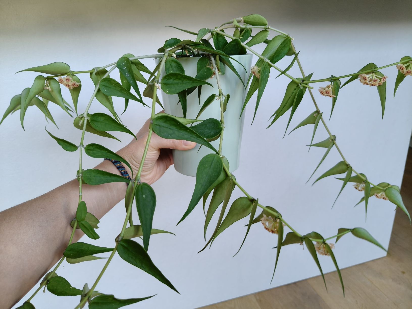 Plantes & graines: Hoya Burmanica – D'occasion à Chamoson par Yuriyaa 1