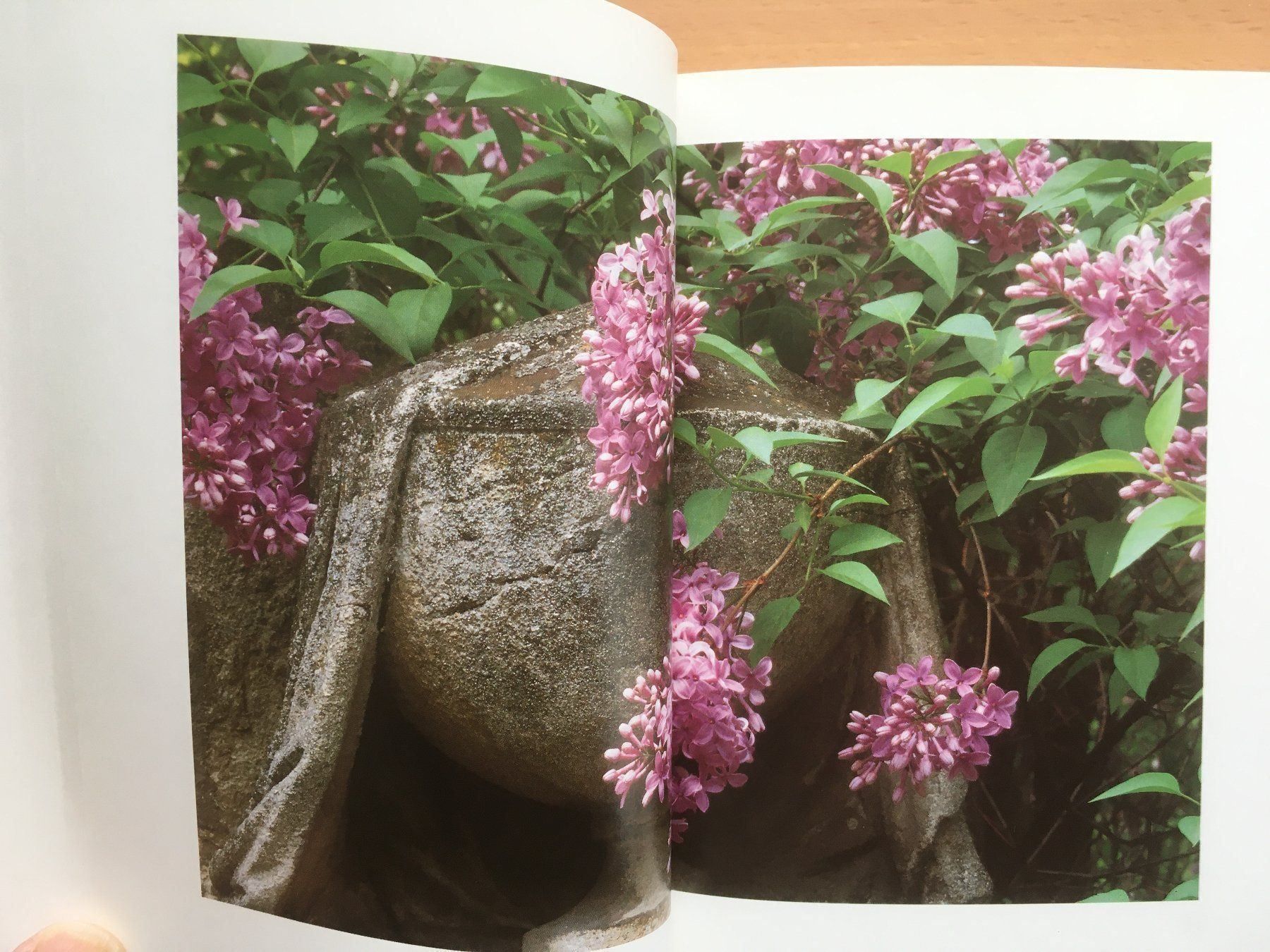 Bücher: Gartenlust - Johannes Roth – Gebraucht aus Grenchen von Kogi7 7