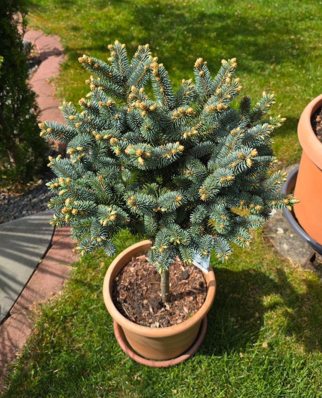 Piante & sementi: Picea pungens 'Glauca Globosa Stämmchen – Nuovo (secondo la descrizione) da Aarburg venduto da popkorn65 3