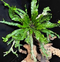 💚 ASPLENIUM AUSTRALASICUM VARIEGATA /AUSTRALISCHER NESTFARN