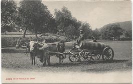 Landwirtschaft/Güllenfass 1910 mit Ochsen+Pferd AG/ZH?