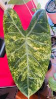 Alocasia Pink Dragon Aurea Rhizom