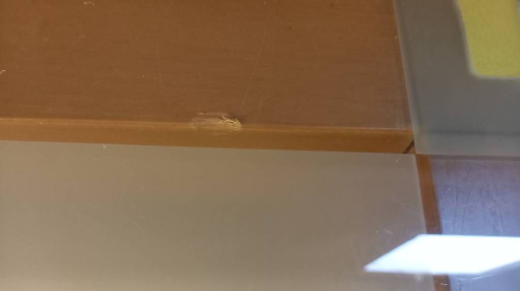Tables: Holztisch mit Glasplatte – D'occasion à Triengen par den_nyj8 2