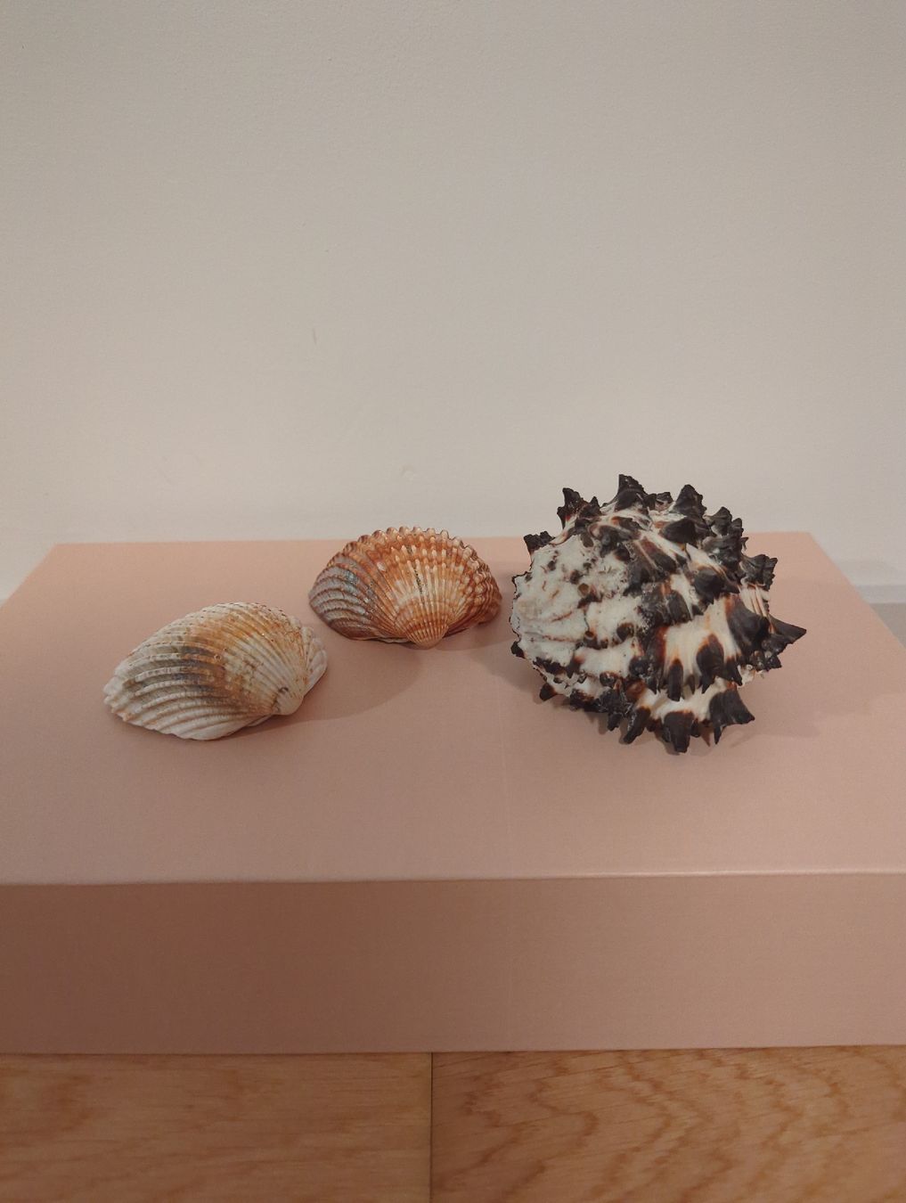 Tutte le decorazioni: Wunderschöne Muscheln Deko Sommer – Nuovo (secondo la descrizione) da Zürich venduto da rah_5p85