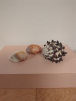 Wunderschöne Muscheln Deko Sommer