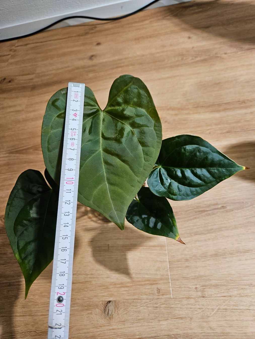 Piante & sementi: Anthurium Karma Crystal x Luxurians – Nuovo (secondo la descrizione) da Buttikon SZ venduto da Jagoda87 1