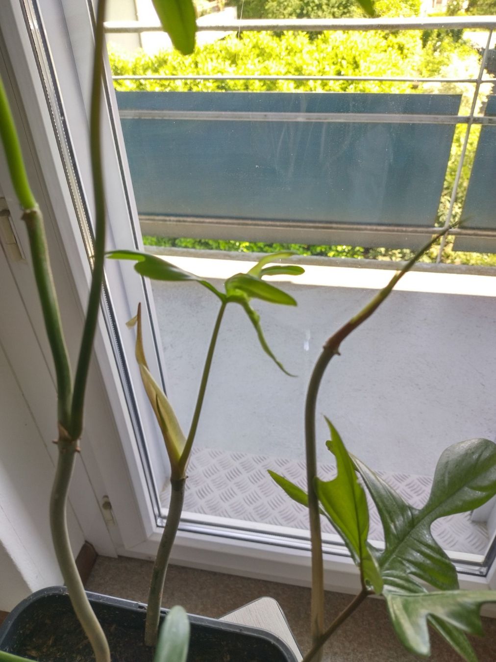 Piante & sementi: Philodendron pedatum – Usato da Jona venduto da Argus36 6