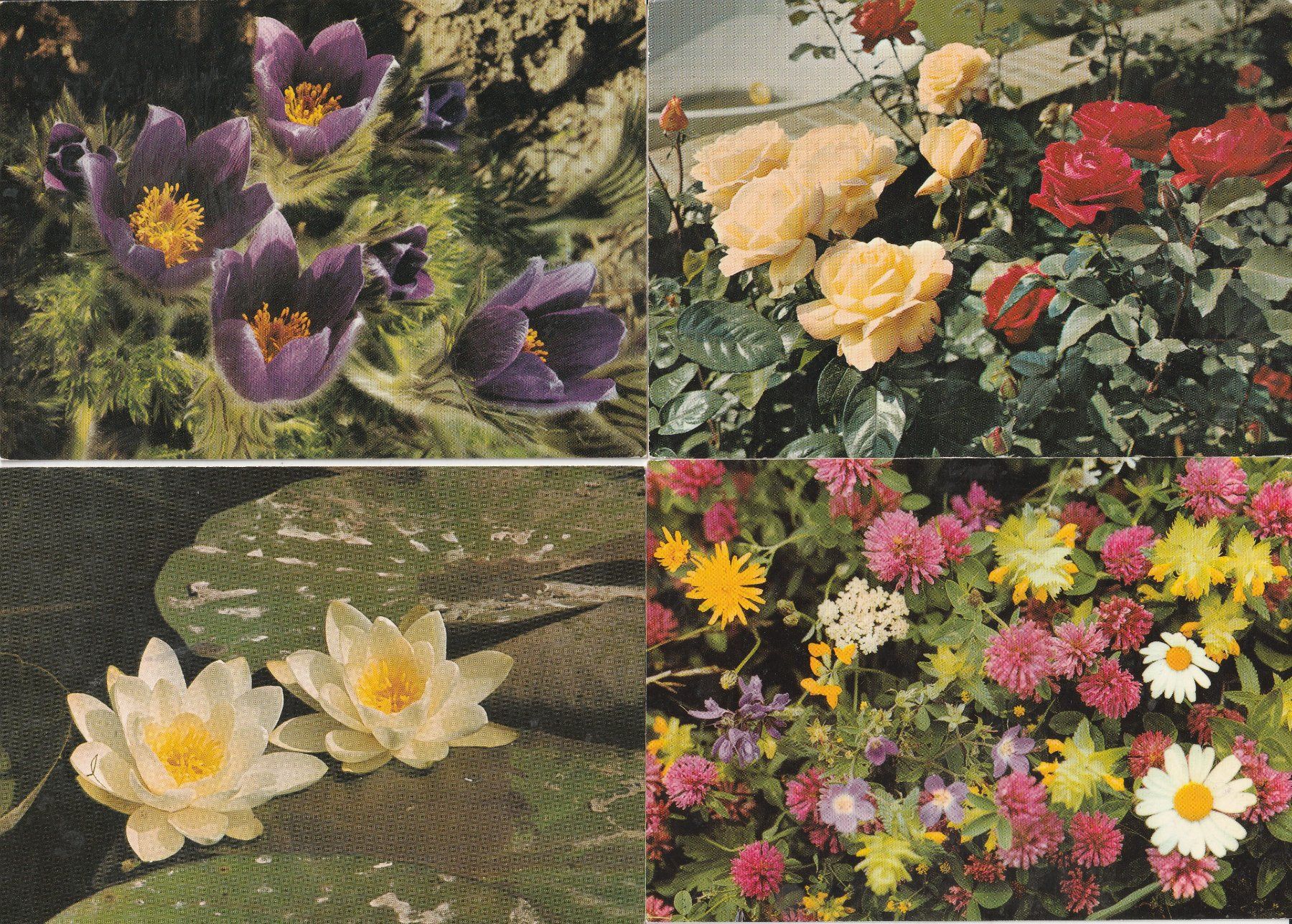Cartes postales: 20  Blumenkarten – D'occasion à Lumbrein par made02 6