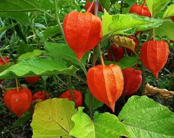 PHYSALIS alkekengi GIGANTEA rare 10g