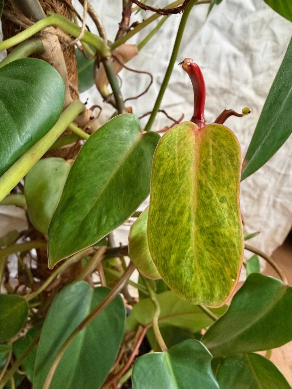 Piante & sementi: Grosser Philodendron Painted Lady – Usato da Winterthur venduto da Aniger 4