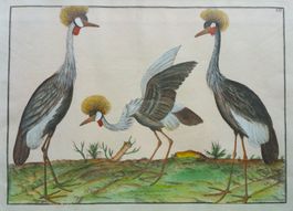China Kupferstich: Kraniche - Nicolas Robert 1772, gerahmt