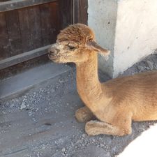 Profile image of Wumi