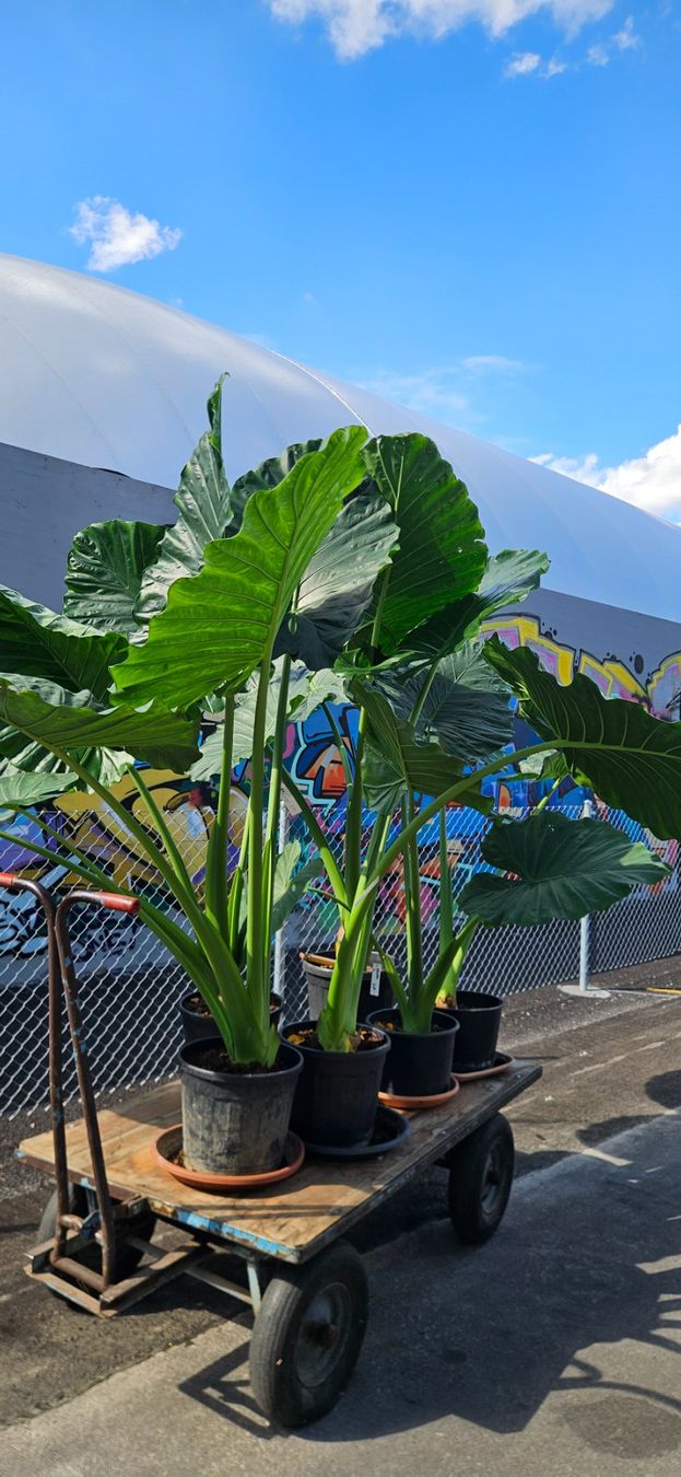 Plantes & graines: Alocasia macrorrhiza (Elefantenohr, Riesentaro, Alokasie) – D'occasion à Wabern par VOLVGNG73
