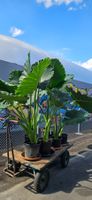Alocasia macrorrhiza (Elefantenohr, Riesentaro, Alokasie)