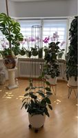 Pflanze Hoya mit Rankhilfe