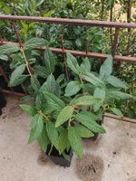 Wolliger Schneeball - Viburnum lantana - 3 Pflanzen