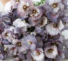 300 Samen Mohn AMAZING GREY Seidenmohn