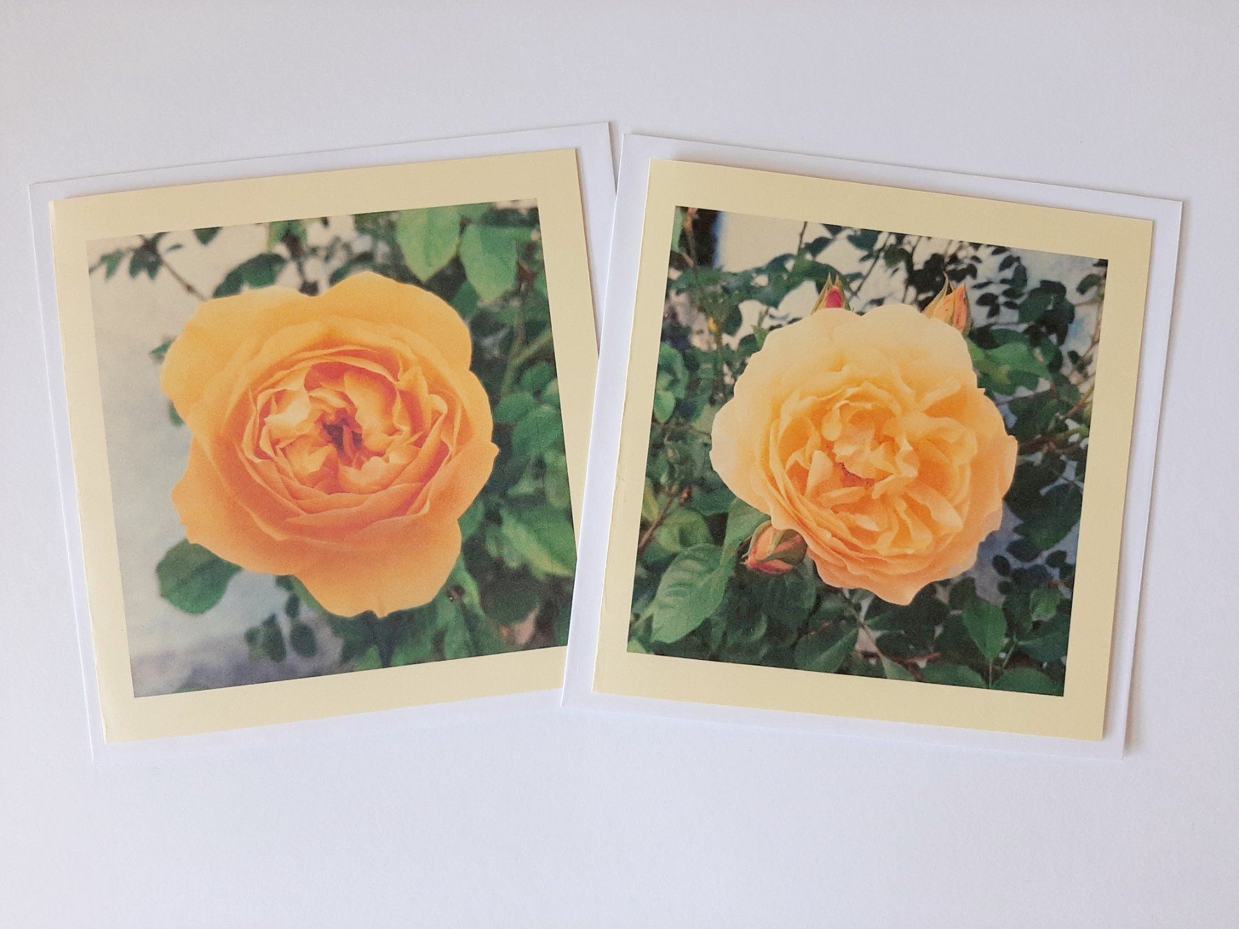 Cartoline: 2 Grusskarten Blumenkarten Rosen neu – Nuovo e nell'imballaggio originale da Flaach venduto da maj_w_ 1