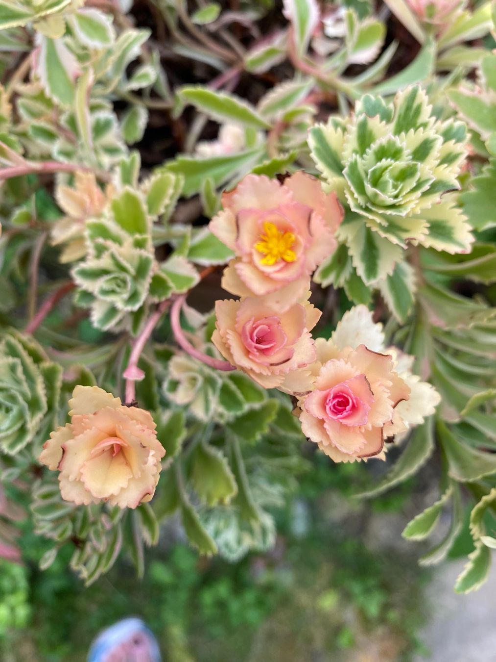 Piante & sementi: Fettblatt - Sedum takesimense "Atlantis" variegata – Nuovo (secondo la descrizione) da Winterthur venduto da Aniger
