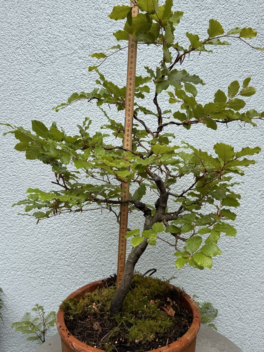 Piante & sementi: Bonsai/Rotbuche – Usato da Münchwilen TG venduto da baluzi3 2