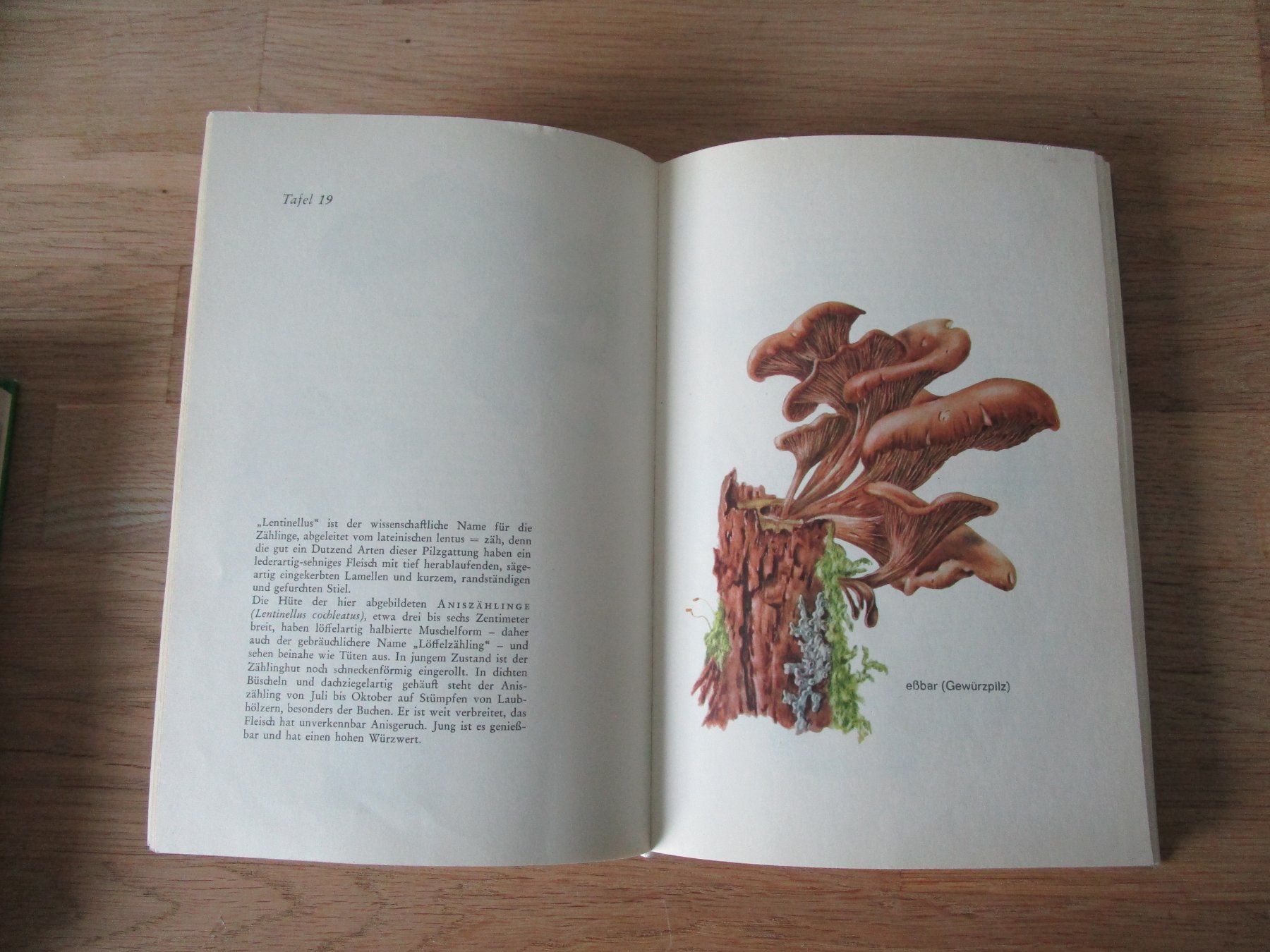 Libri: ab 1.-alte Pilzbücher.. – Usato da Scuol venduto da Luana.. 4
