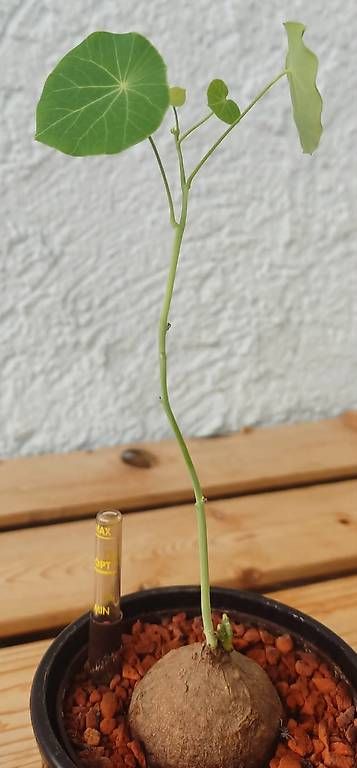 Pflanzen & Samen: Caudex Pflanze // Stephania erecta – Neu und originalverpackt aus Ebnat-Kappel von Zearara