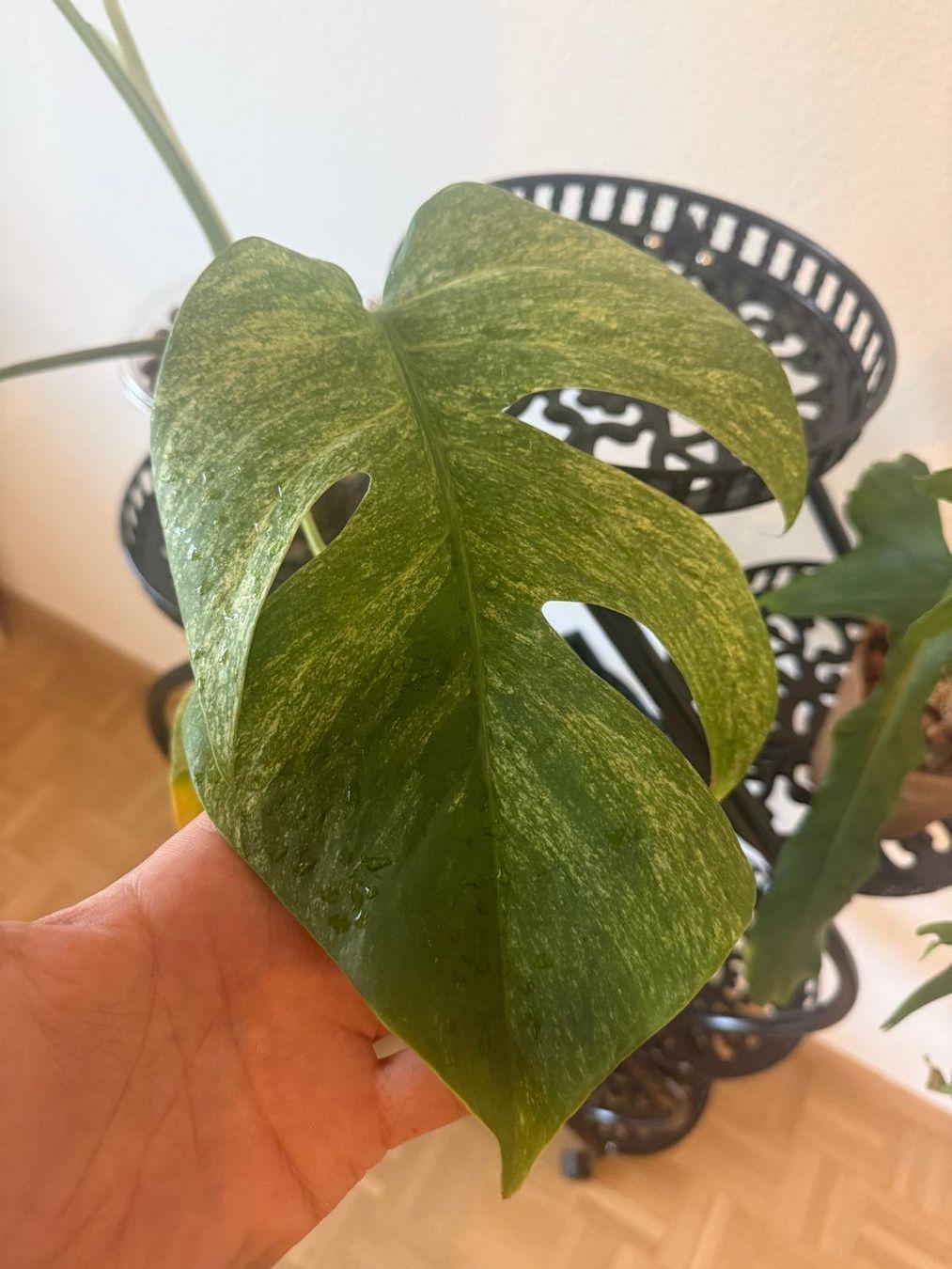 Pflanzen & Samen: Monstera Mint – Gebraucht aus Lausanne von kta_tss7 2